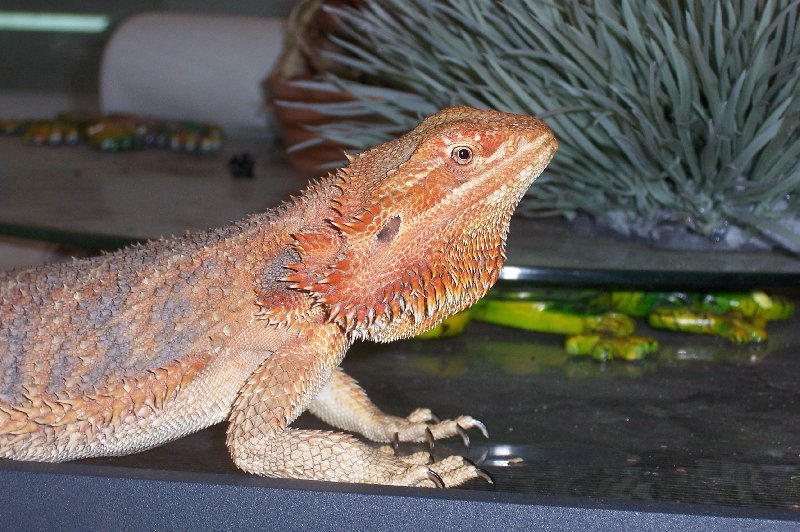 picture Sandfire Bearded Dragon sand fire red central bearded dragons 1