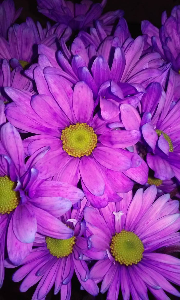 Https Www Deviantart Com Alansteenhouwer Https Www Deviantart