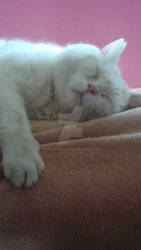 my cat sleeping