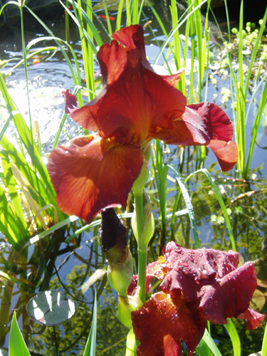 Red Iris