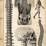 Chiropractor Diagram