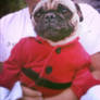 Yoko the pug