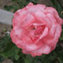 another flower