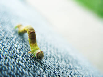 inch worm