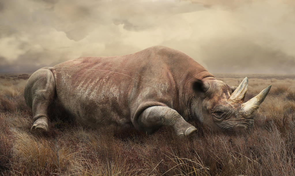 Rhino