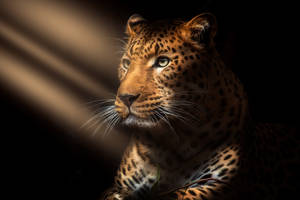 Jaguar Portrait