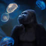 Jellyfish Glows