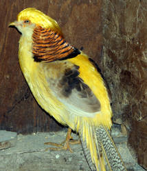 Yellow Golden Pheasant