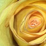 Mother's Rose 2