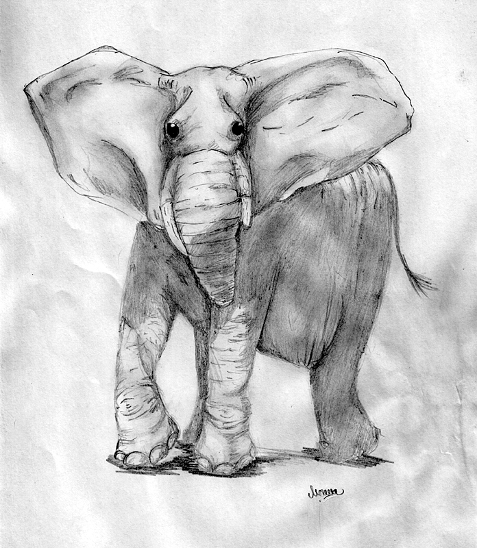 elephant