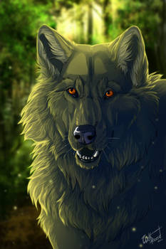 Black Wolf