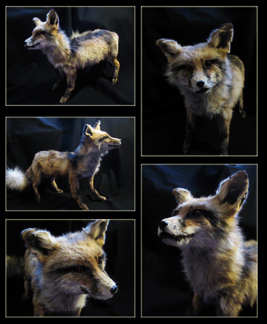 Freak mountead fox FOR SALE/TRADE