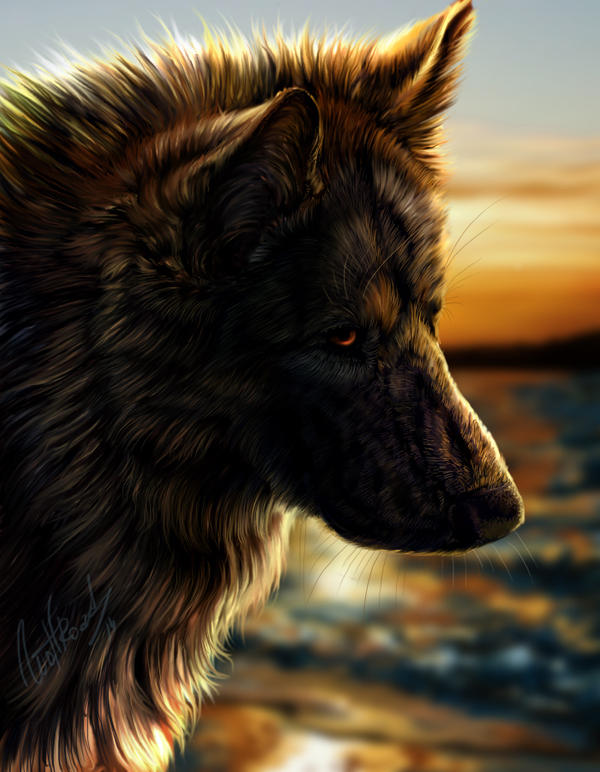 Remo the German shepherd by WolfRoad Remo the German shepherd by WolfRoad