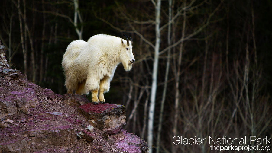 Glacier Park - Mountain Goat