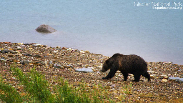 Glacier Park - Grizzly Bear