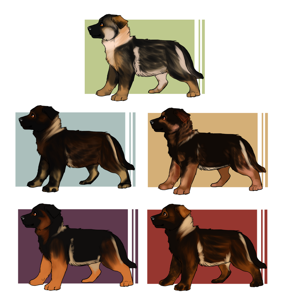 FA German Shepherd Dog Litter 1 :: OPEN