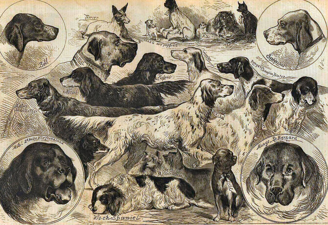 Dogs Piter Riber Dogs 4 by peterpicture on DeviantArt