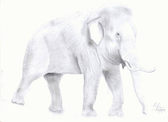 Elephant