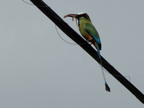 turquoise-browed motmot