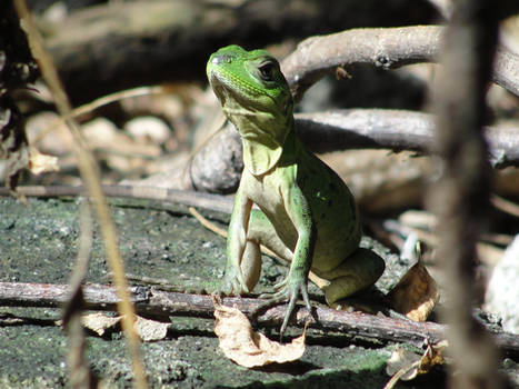 Little  Green Iguana