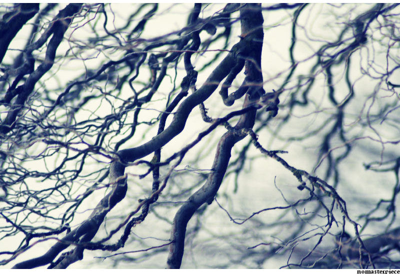 Branches