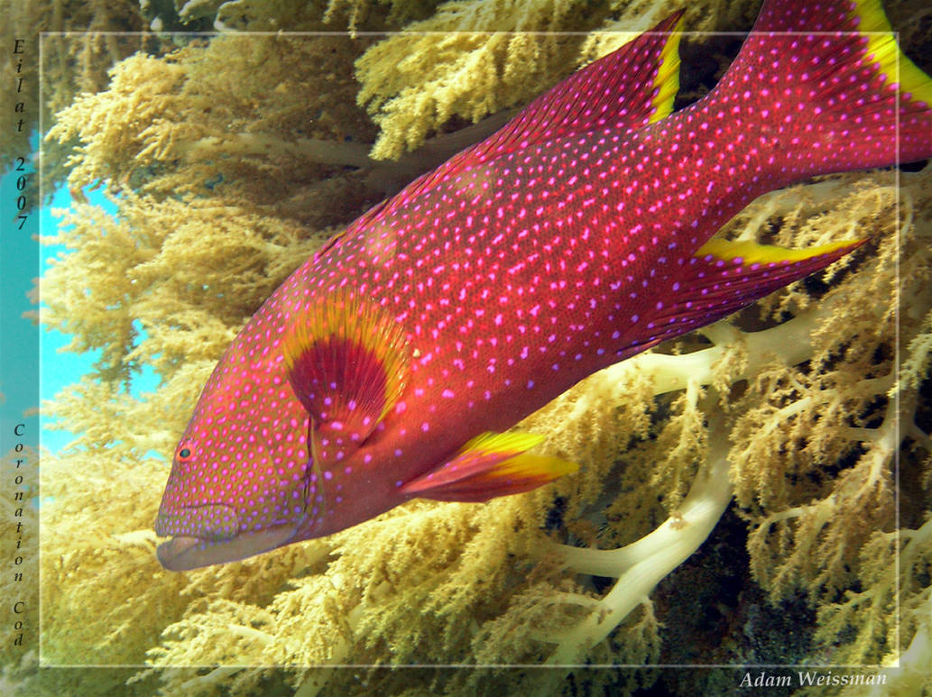 Coronation Cod by Legioner on DeviantArt