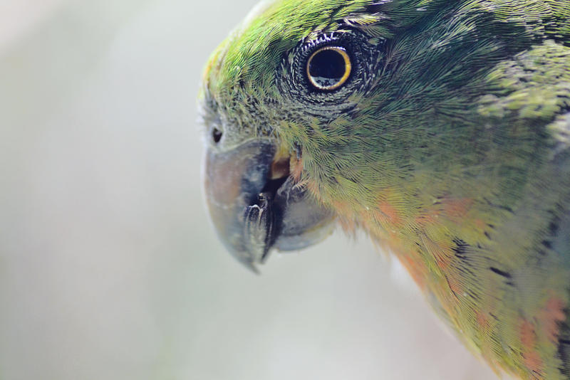 King Parrot