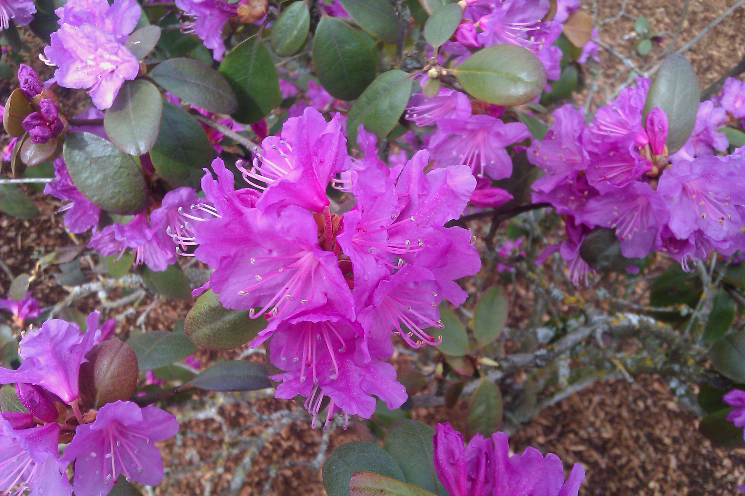 Spring 2011 - Geranium