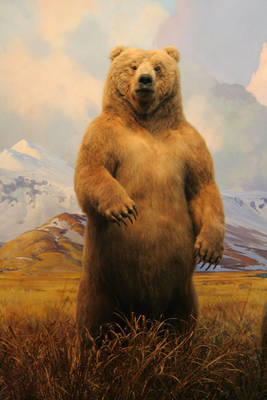 bear