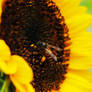 bee on a sunflower