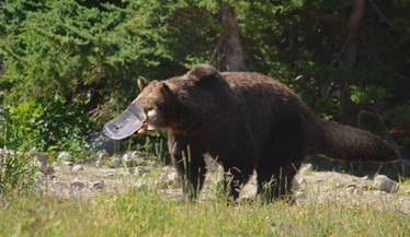 OMG REAL PLATYPUS BEAR