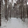 Winter forest