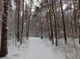 Winter forest