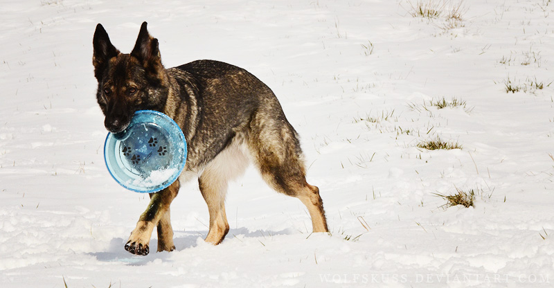 Frisbee!