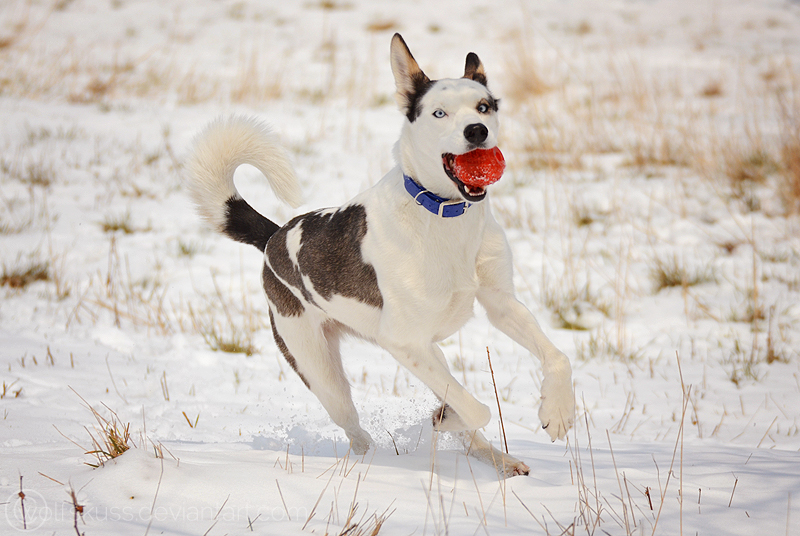 Snow Coursing