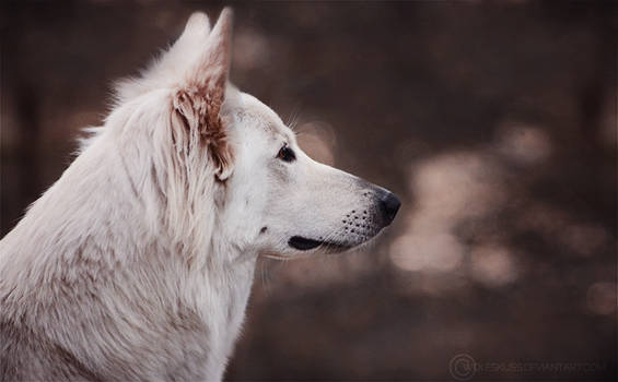 White wolf