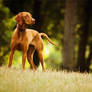 Vizsla