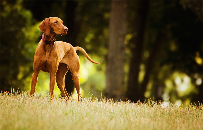 Vizsla