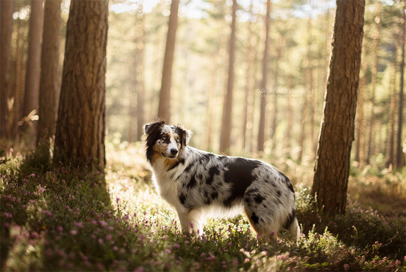 Forest Ghost