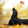 Autumn Time