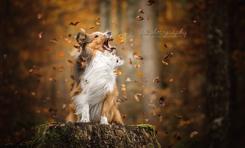 Leaf Monster