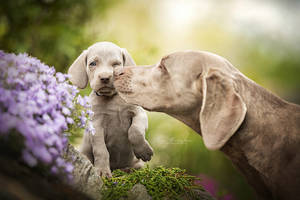 Kisses from mum