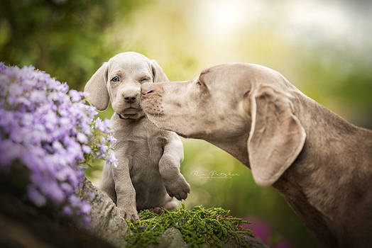 Kisses from mum