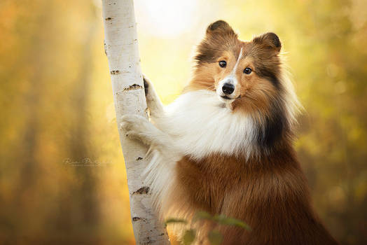 Autumn Sheltie