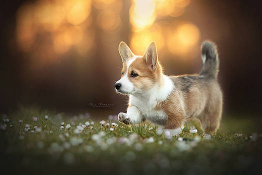 Fairytale light