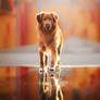 Reflect