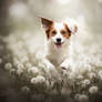 Dandelion Happiness