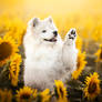 Sunny Puppy