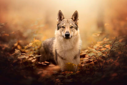 Wolfdog in Autumn