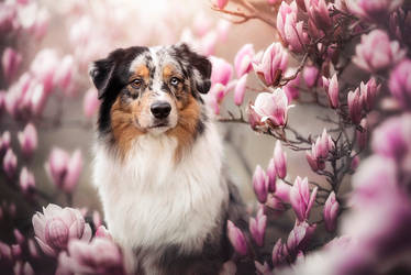 Magnolia Flowers